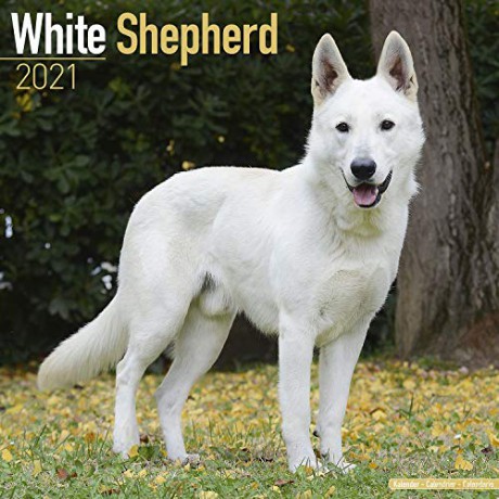 White Shepherd 2021 Calendar (Square) [KSIĄŻKA]