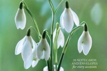 20 Notecards and Envelopes: Snowdrops - a delightful pack of high-quality flower gift cards and decorative envelopes (card pack, stationery) (Card Box) - Peony Press [KSIĄŻKA]