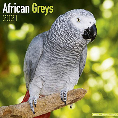 2021 African Grey Parrot Calendar [KALENDARZ]
