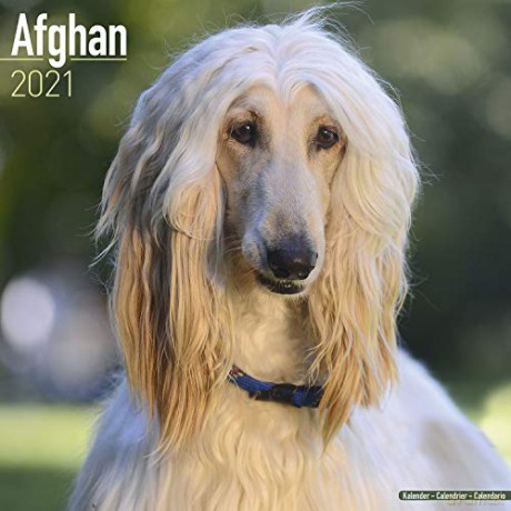 Afghan 2021 Calendar | Square Dog Breed Wall Calendar | 16 Month: Original Avonside-Kalender Mehrsprachig Kalender [KALENDARZ]