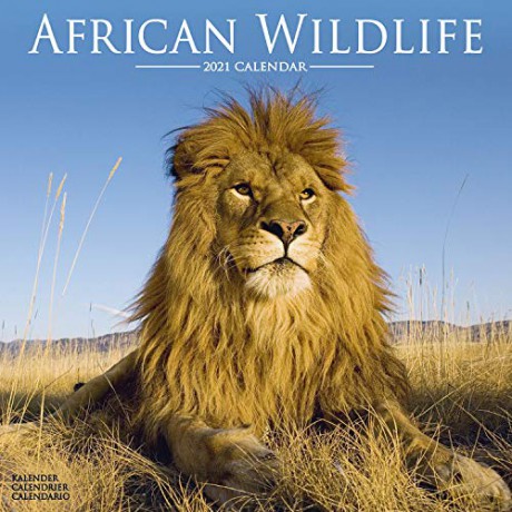 African Wildlife 2021 Calendar | Square Animal Wall Calendar | 16 Month | Wildlife | Safari [KALENDARZ]