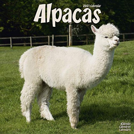 Alpacas 2021 Calendar | Square Animal Wall Calendar | 16 Month [KALENDARZ]