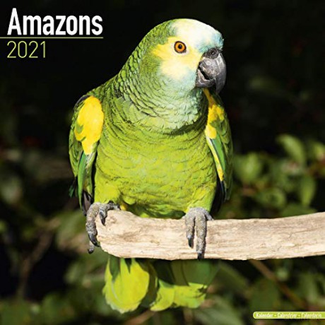 Amazons 2021 Calendar | Square Bird Wall Calendar | 16 Month [KALENDARZ]