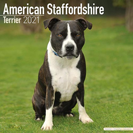 American Staffordshire Terrier 2021 Calendar | Square Dog Breed Wall Calendar | 16 Month: Original Avonside-Kalender Mehrsprachig Kalender [KALENDARZ]