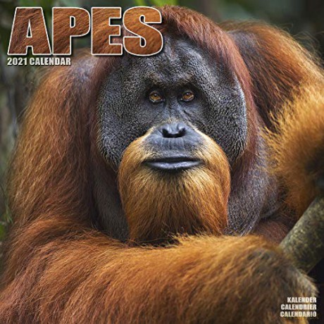 Apes 2021 Calendar | Square Animal Wall Calendar | 16 Month | Wildlife [KALENDARZ]