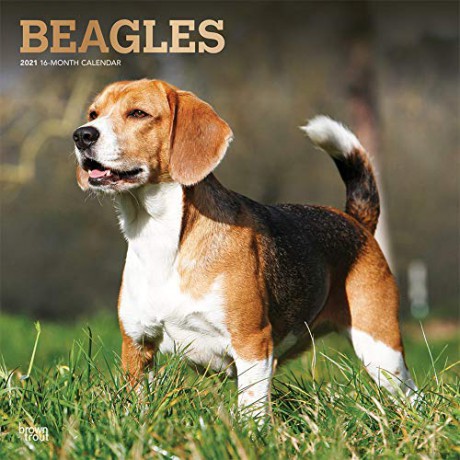 Beagles 2021 Square Wall Calendar: Original BrownTrout-Kalender Mehrsprachig Kalender [KALENDARZ]