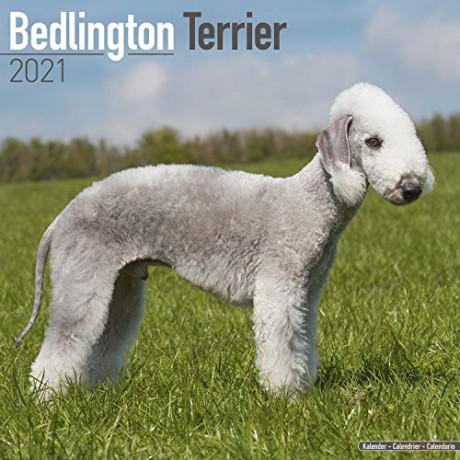 Bedlington Terrier 2021 Calendar | Square Dog Breed Wall Calendar | 16 Month [KALENDARZ]