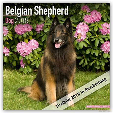 Belgian Shepherd Dog 2021 Calendar | Square Dog Breed Wall Calendar | 16 Month: Original Avonside-Kalender [KALENDARZ]