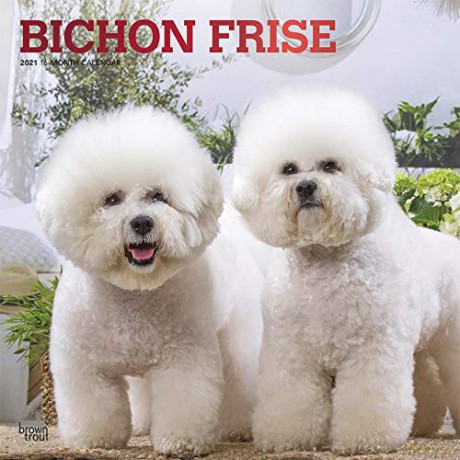 Bichon Frise 2021 Square Wall Calendar: Original BrownTrout-Kalender Mehrsprachig Kalender [KALENDARZ]