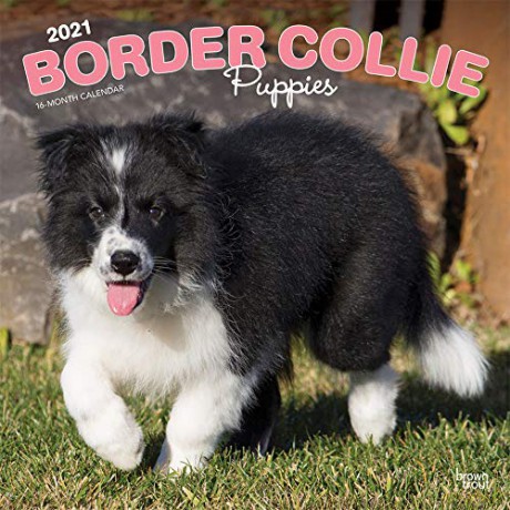 Border Collie Puppies 2021 Square Wall Calendar [KALENDARZ]