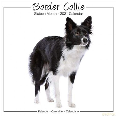 Border Collie Studio 2021 Wall Calendar [KALENDARZ]