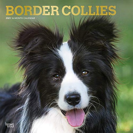 Border Collies 2021 Square Wall Calendar: Original BrownTrout-Kalender Mehrsprachig Kalender [KALENDARZ]