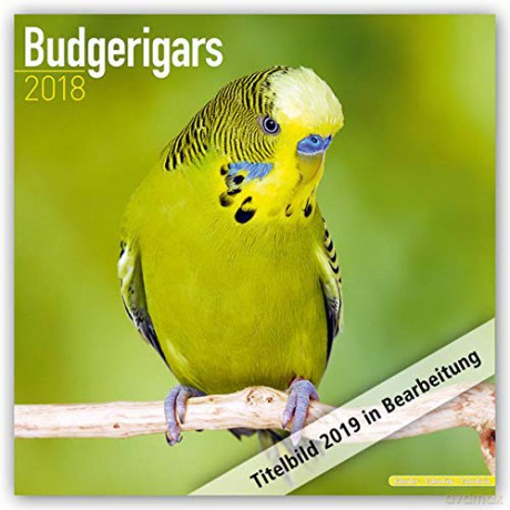 Budgerigars 2021 Calendar | Square Bird Wall Calendar | 16 Month: Original Avonside-Kalender Mehrsprachig Kalender [KALENDARZ]