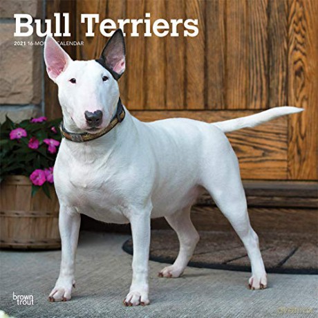 Bull Terriers 2021 Square Wall Calendar: Original BrownTrout-Kalender Mehrsprachig Kalender [KALENDARZ]