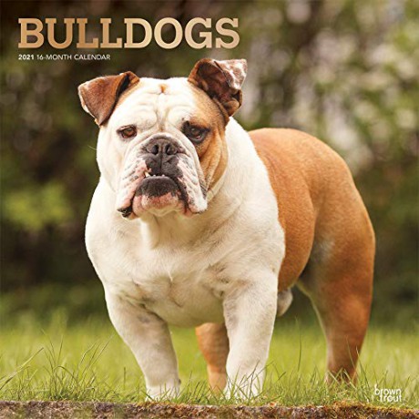 Bulldogs 2021 Square Wall Calendar: Original BrownTrout-Kalender Mehrsprachig Kalender [KALENDARZ]