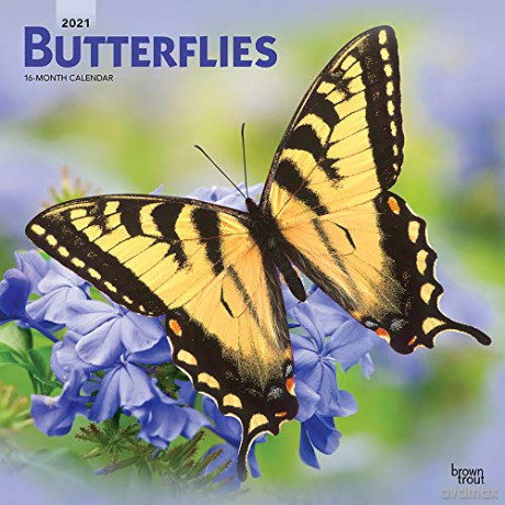 Butterflies 2021 Square Wall Calendar [KALENDARZ]