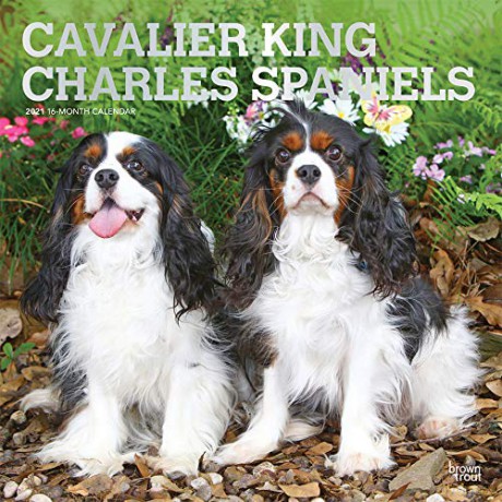 Cavalier King Charles Spaniels 2021 Square Wall Calendar [KALENDARZ]