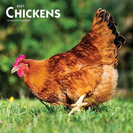 Chickens 2021 Square Wall Calendar [KALENDARZ]