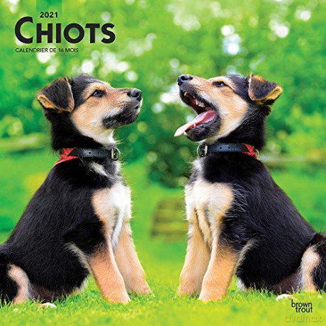Chiots 2021 12 x 12 Inch Monthly Square Wall Calendar by Wyman Publishing, Animals Dog Breeds Puppies [KALENDARZ]