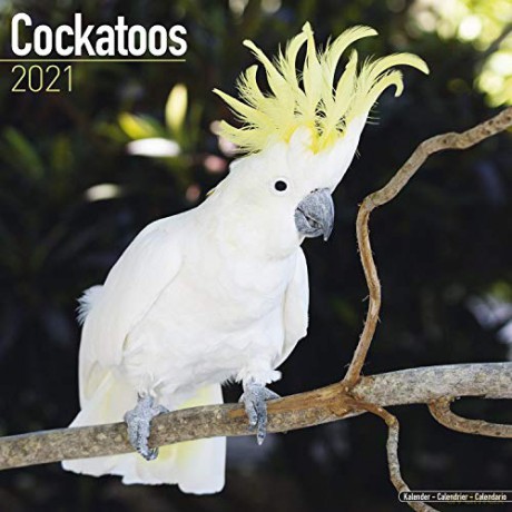 Cockatoos 2021 Calendar | Square Bird Wall Calendar | 16 Month [KALENDARZ]
