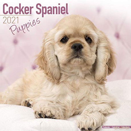Cocker Spaniel Puppies 2021 Calendar | Square Puppy Wall Calendar | 16 Month [KALENDARZ]