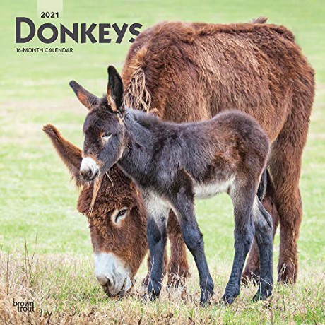 Donkeys 2021 Square Wall Calendar: Original BrownTrout-Kalender [KALENDARZ]