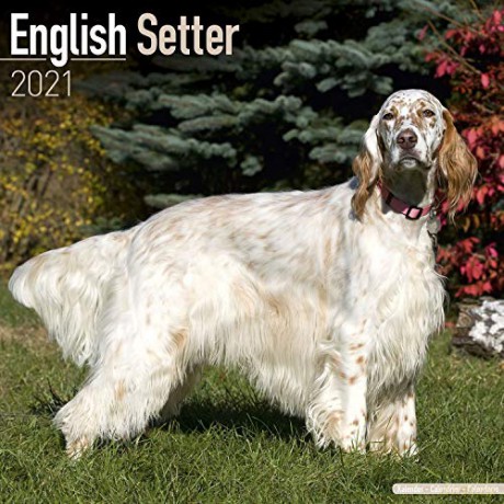 English Setter 2021 Calendar | Square Dog Breed Wall Calendar | 16 Month [KALENDARZ]