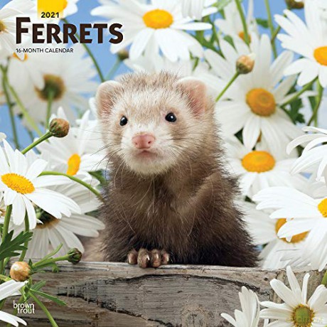 Ferrets 2021 12 x 12 Inch Monthly Square Wall Calendar, Domestic Furry Animals: Original BrownTrout-Kalender Mehrsprachig Kalender [KALENDARZ]