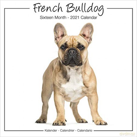 French Bulldog Studio 2021 Wall Calendar [KALENDARZ]