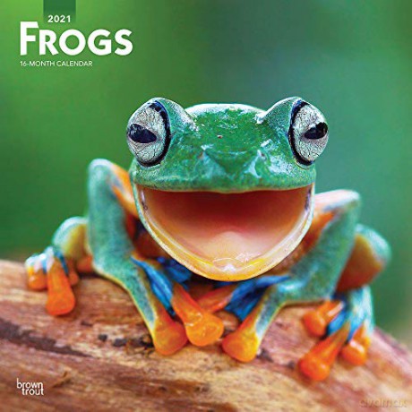 Frogs 2021 Square Wall Calendar [KALENDARZ]