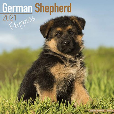 German Shepherd Puppies 2021 Calendar | Square Puppy Wall Calendar | 16 Month [KALENDARZ]