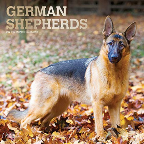 German Shepherds 2021 Square Wall Calendar: Original BrownTrout-Kalender Mehrsprachig Kalender [KALENDARZ]