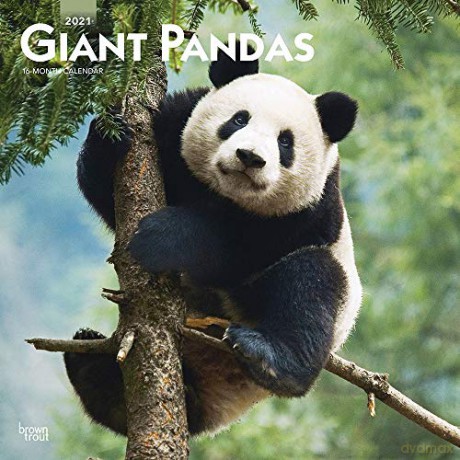 Giant Pandas 2021 12 x 12 Inch Monthly Square Wall Calendar, Wildlife Zoo Animals Bears [KALENDARZ]