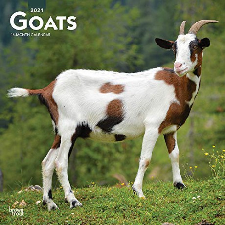 Goats 2021 Square Wall Calendar: Original BrownTrout-Kalender Mehrsprachig Kalender [KALENDARZ]
