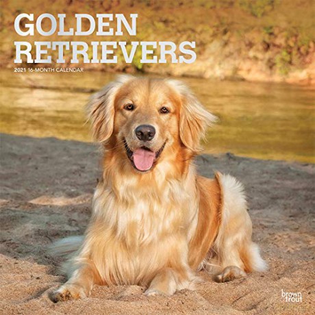 Golden Retrievers 2021 Square Wall Calendar [KALENDARZ]