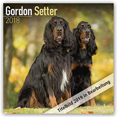 Gordon Setter 2021 Calendar | Square Dog Breed Wall Calendar | 16 Month [KALENDARZ]