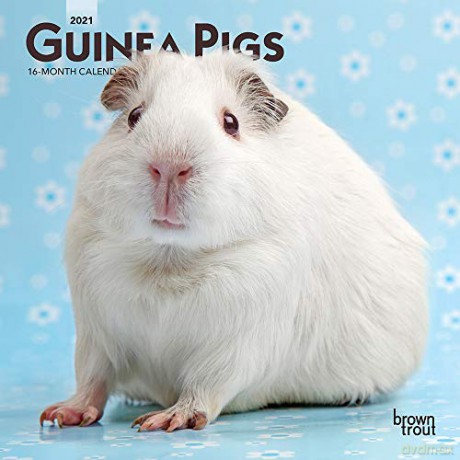 Guinea Pigs 2021 Calendar [KALENDARZ]