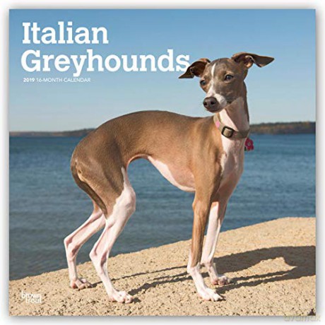 Italian Greyhound 2021 Calendar | Square Dog Breed Wall Calendar | 16 Month: Original BrownTrout-Kalender, mit freier DogDays-App [KALENDARZ]