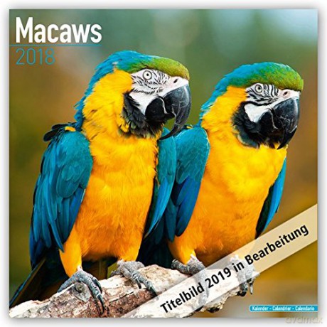 Macaws 2021 Calendar | Square Bird Wall Calendar | 16 Month: Original Avonside-Kalender Mehrsprachig Kalender [KALENDARZ]