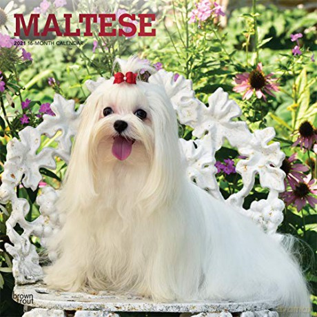 Maltese 2021 Square Wall Calendar [KALENDARZ]