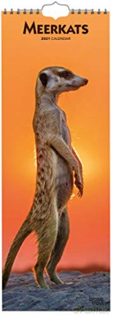 Meerkats 2021 Slim Calendar: Original BrownTrout-Kalender [KSIĄŻKA]
