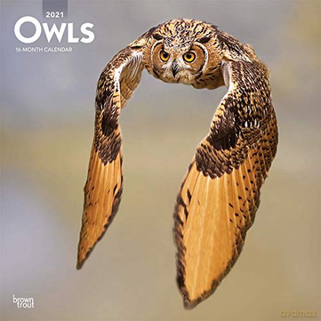 Owls 2021 Square Wall Calendar [KALENDARZ]