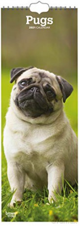 Pugs 2021 Slim Calendar [KSIĄŻKA]