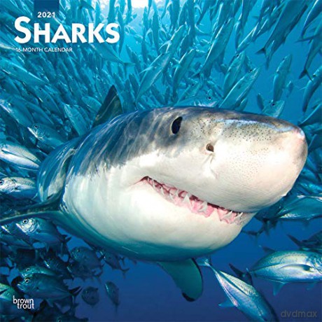 Sharks 2021 Square Wall Calendar [KALENDARZ]