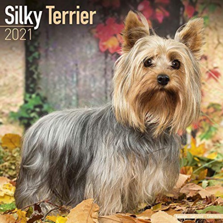 Silky Terrier 2021 Calendar | Square Dog Breed Wall Calendar | 16 Month [KALENDARZ]