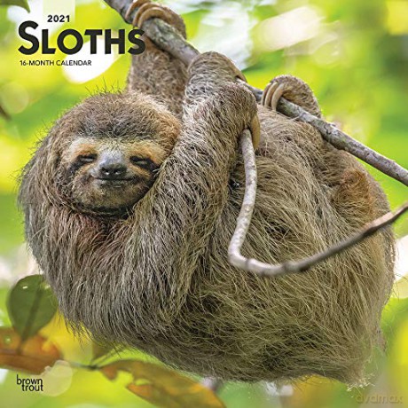 Sloths 2021 Square Wall Calendar: Original BrownTrout-Kalender [KALENDARZ]
