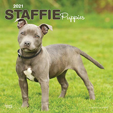 Staffie Puppies 2021 12 x 12 Inch Monthly Square Wall Calendar, Animals Dog Breeds Staffordshire [KALENDARZ]