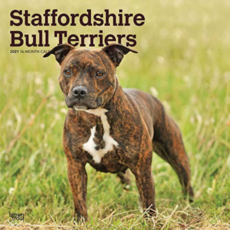 Staffordshire Bull Terriers 2021 Square Wall Calendar: Original BrownTrout-Kalender Mehrsprachig Kalender [KALENDARZ]