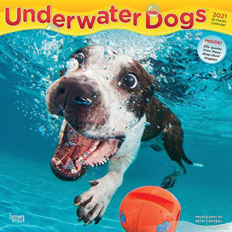Underwater Dogs 2021 Square Wall Calendar [KALENDARZ]