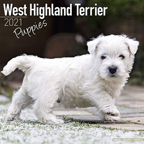 West Highland Terrier Puppies 2021 Calendar | Square Puppy Wall Calendar | 16 Month [KALENDARZ]